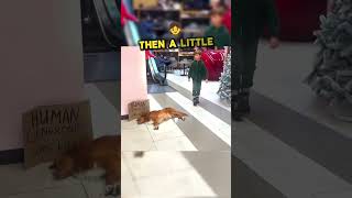 The loyal dog helped the beggar 😍shortvideo dogs karma [upl. by Cathrine]