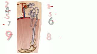 structure of nephron  kidney anatomy and histology  kidney structure [upl. by Link]