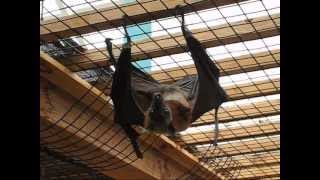 The Biggest Bat in the World  Flying Fox [upl. by Moulden]