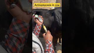 Actinomycosis  penicillin injection  intramuscular injection  punjabi song music viral cow [upl. by Olihs]