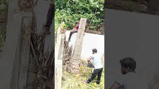 coconut tree finished work in sabarinathan tree cutter [upl. by Hanan]