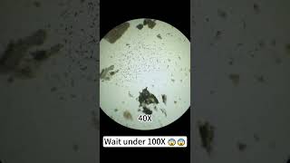 Dragon fruit at 400X magnification is just awesome underthemicroscope beefcut scienceshorts [upl. by Ahseinaj]