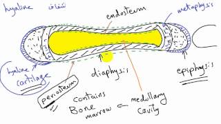 general anatomy 6  types of bone 2 development of bone by dr Sameh Ghazy [upl. by Eednus]