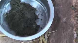 Treatment for Mastitis in Cattle [upl. by Anderegg]