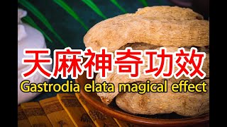 天麻的功效與作用吃法，The efficacy and effects of Gastrodia elata [upl. by Bergen]