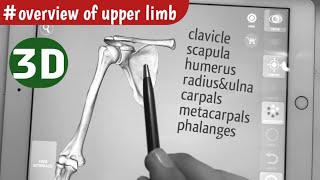 Overview of Upper Limb Bones  Osteology of upper limb [upl. by Alyak750]