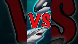 What If a Great White Shark Fought a Killer Whale shorts [upl. by Hokanson]