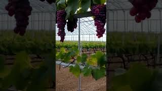 Greenhouse grapes 55 fruit grapevine grapewine farming grapegrowing gardening garden nature [upl. by Eisdnil943]