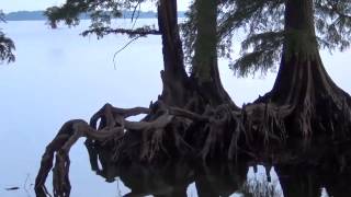 Reelfoot Lake TN [upl. by Puglia]