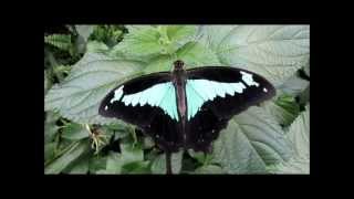 quotPapilio phorcasButterflyquot Video von Wolfgang Schmökel [upl. by Liam133]