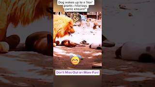 Dog Wakes Up to Fake Lion amp Freaks Out shorts tranding magicasrulers AbdulGhafoor [upl. by Tychonn199]