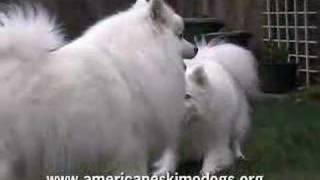 Funny American Eskimo Dogs [upl. by Cooley]