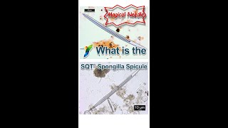 What is the SQT® Spongilla Spicule of Hydrolyzed Sponge Extract？ [upl. by Ellga595]