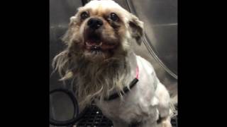 Grooming A Scared Aggressive Matted Dog [upl. by Donal]