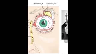 5 Lacrimal apparatus I [upl. by Ahsitam]