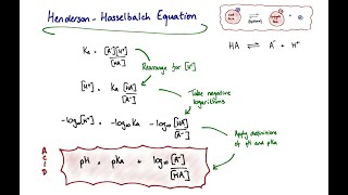 The HendersonHasselbalch Equation and pKa [upl. by Airam]