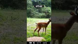 6 point vs tall 6 point Who wins pineylife deerseason2024 [upl. by Zebulon30]