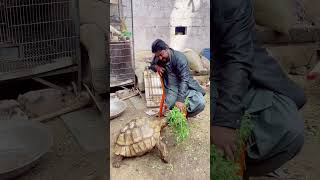 Sulcata tortoise rameezhafeez animallover petsplanet petshop karachi [upl. by Ener]