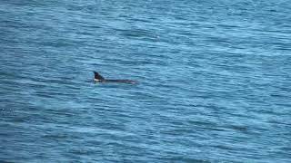 Bottlenosed Dolphins Craster Northumberland UK 160924 [upl. by Hirsch]