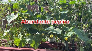 Tips para obtener abundancia de pepinos rábanos y más [upl. by Nehepts]