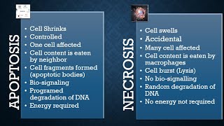 Difference between Apoptosis and Necrosis 2021mechanism biology 12 class chapter21emdcat by zahid [upl. by Malchy]