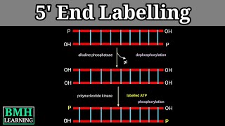 5 End Labelling  End Labelling Of DNA [upl. by Hairacaz]