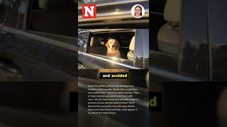 Hysterics as Dog Gives Owner Silent Treatment After Being Told Off [upl. by Ramedlaw]