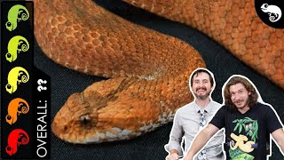 Death Adder The Best Pet Snake [upl. by Forcier346]