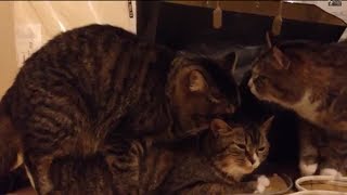 猫の交尾中に別の猫が乱入 cat mating [upl. by Nej296]