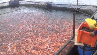 Cultivo Intensivo de Tilapia Roja en Jaula Flotante [upl. by Nyrak]