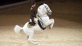 Viennas Lipizzaner Stallions and the Geocaches Nearby [upl. by Akinej828]