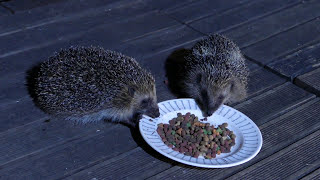 Comment nourrir et observer les hérissons de son jardin Hedgehogs on my garden [upl. by Ier520]