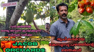 കേസൂസു ബഡ് തൈകൾ വില്പനയ്ക്ക് തയ്യാറായിfruitstropical plantsbud plantverity fruitsgarden [upl. by Alviani]