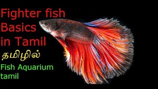 betta care in tamil  betta care for beginners  Betta fish in tamil  Fish Aquarium Tamil [upl. by Luo]