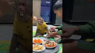 😄Super Funny  CUTIS the gluttonous Monkeybabymonkeycutis cutis shortvideo [upl. by Llener]