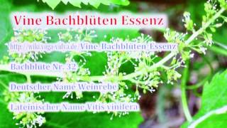 Vine Bachblüten Essenz [upl. by Eerrahs448]