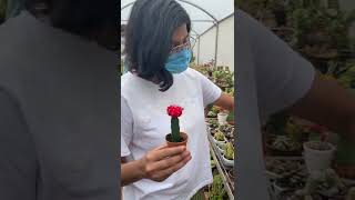 Buying Plants🪴for HOME GARDEN SETUP 😍🌼 newtsp gamingcouple vlog shorts [upl. by Titus587]