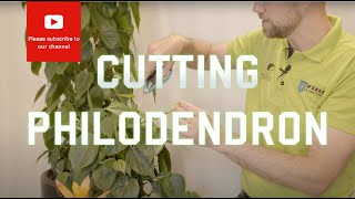 Cutting from a Philodendron scandens hederaceum Heart Leaf [upl. by Hammock]