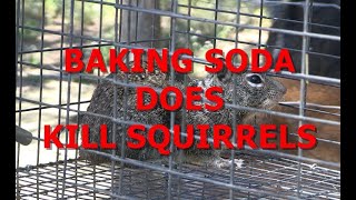 BAKING SODA DOES KILL SQUIRRELS This Squirrel Killed all my chicks and turkey chicks [upl. by Elag]