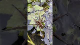 Fen raft spider at Carlton Marshes nature reserve  Suffolk Wildlife Trust [upl. by Andrej356]