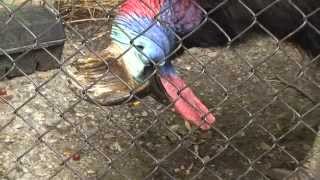 quotKillerquot Bird At The Virginia Zoo  Cassowary [upl. by Aicilehp]