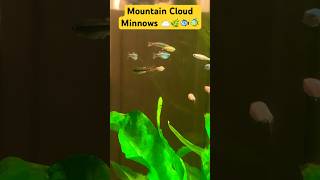 Floating Mountain Cloud Minnows 🌥️🌿🐠☀️🐟 aquarium fishtank minnows [upl. by Bysshe]