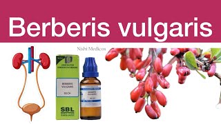 Homoeopathy medicine  Berberis vulgaris [upl. by Rea643]