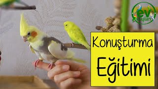 Sultan papağanı Konuşturma Eğitimi ve yöntemleri [upl. by Roanna]