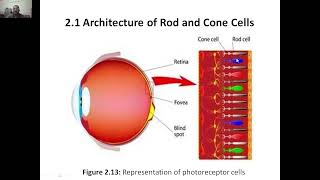 Biology for Engineers Module 2 Architecture of Rod amp Cone Cells vtu biologyforengineers [upl. by Ellynn31]