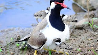 red wattled lapwing natural baby full video [upl. by Annoel]