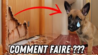 Quand ton chiot mordille absolument tout 🤦 [upl. by Rahab840]