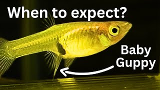 How to tell when Guppy will give birth 4 signs of Endler Guppies birth [upl. by Bashuk]