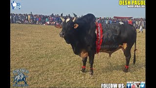 Fighter bull Moulvibazar Borokapon Sylhet Bangladesh [upl. by Kaete]