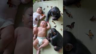 Gorillas and babies are covered with butterflies gorilla cute animalsbaby love funny shorts [upl. by Comptom]